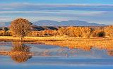 Bosque del Apache_73474